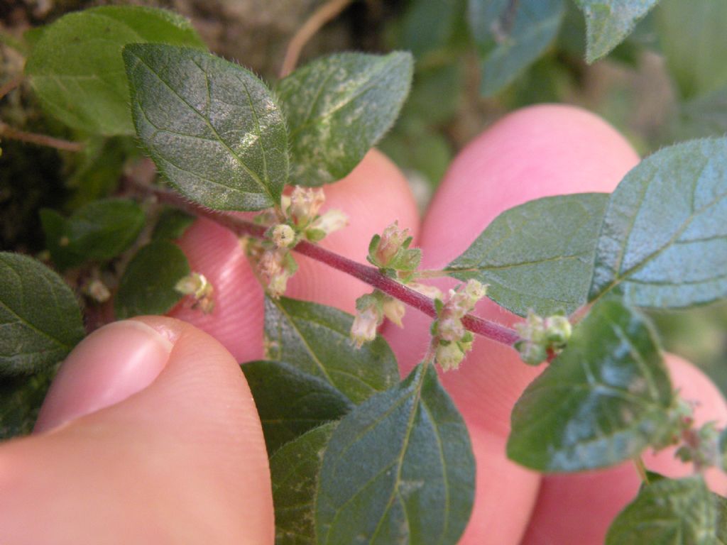 Parietaria judaica / Vetriola minore